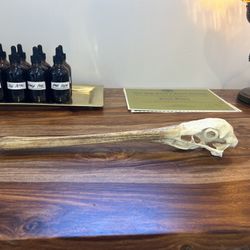 Pelican Skull Taxidermy