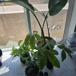Plants 