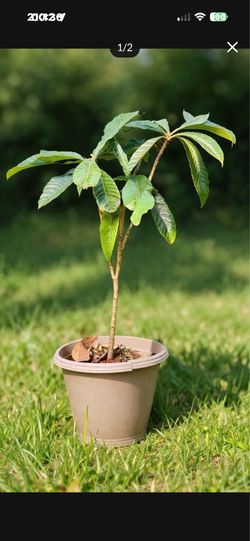 48” Tall Loquat Tree-Japanese Plum-Live Fruit Tree in a 5 Gallon Pot-4 Feet Tall