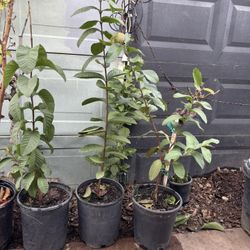 Guava Tree/ Arbol de Guayaba