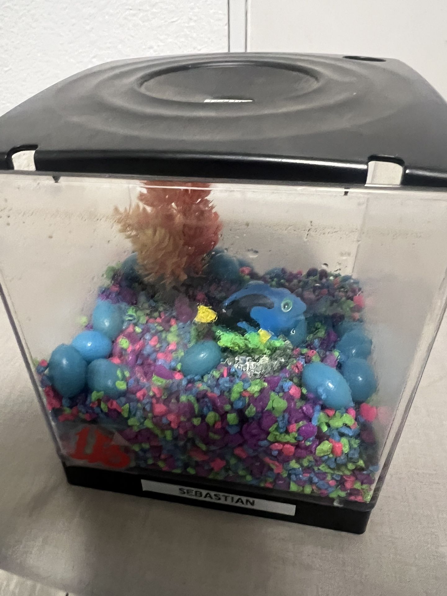 Beta Fish Tank