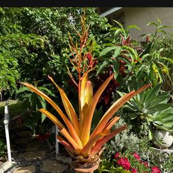 Large Tropical Sun Bromeliad Plants