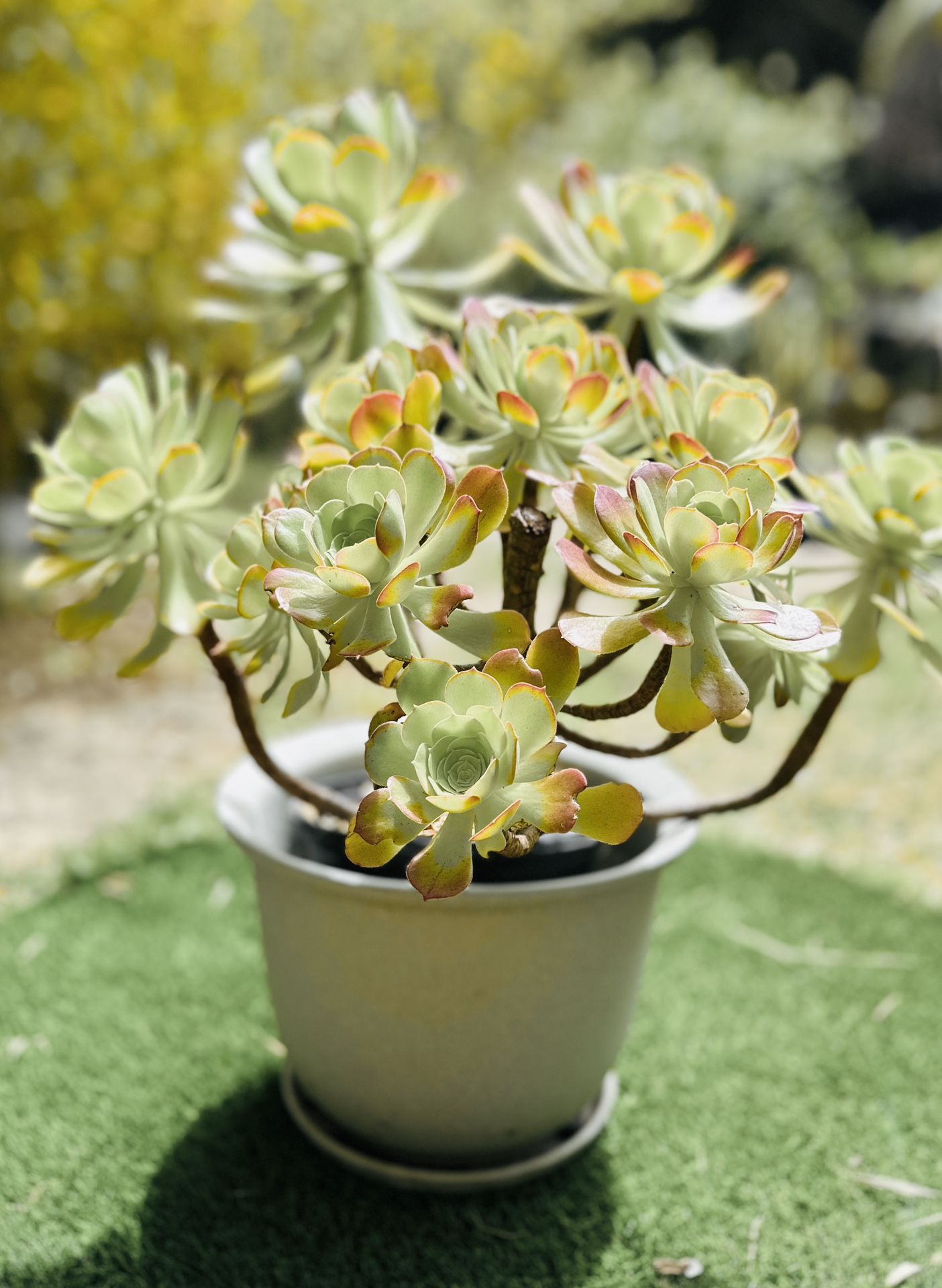 Beautiful Large Mature Succulent Succulents In Ceramic Pot Irish Rose