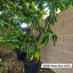 GRAFTED MANGO TREES FOR SALE – READY TO PLANT & PRODUCING FRUIT! 🥭