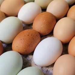 Fresh Eggs