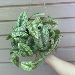 6” Exotica Pothos