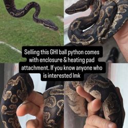 GHI Ball Python