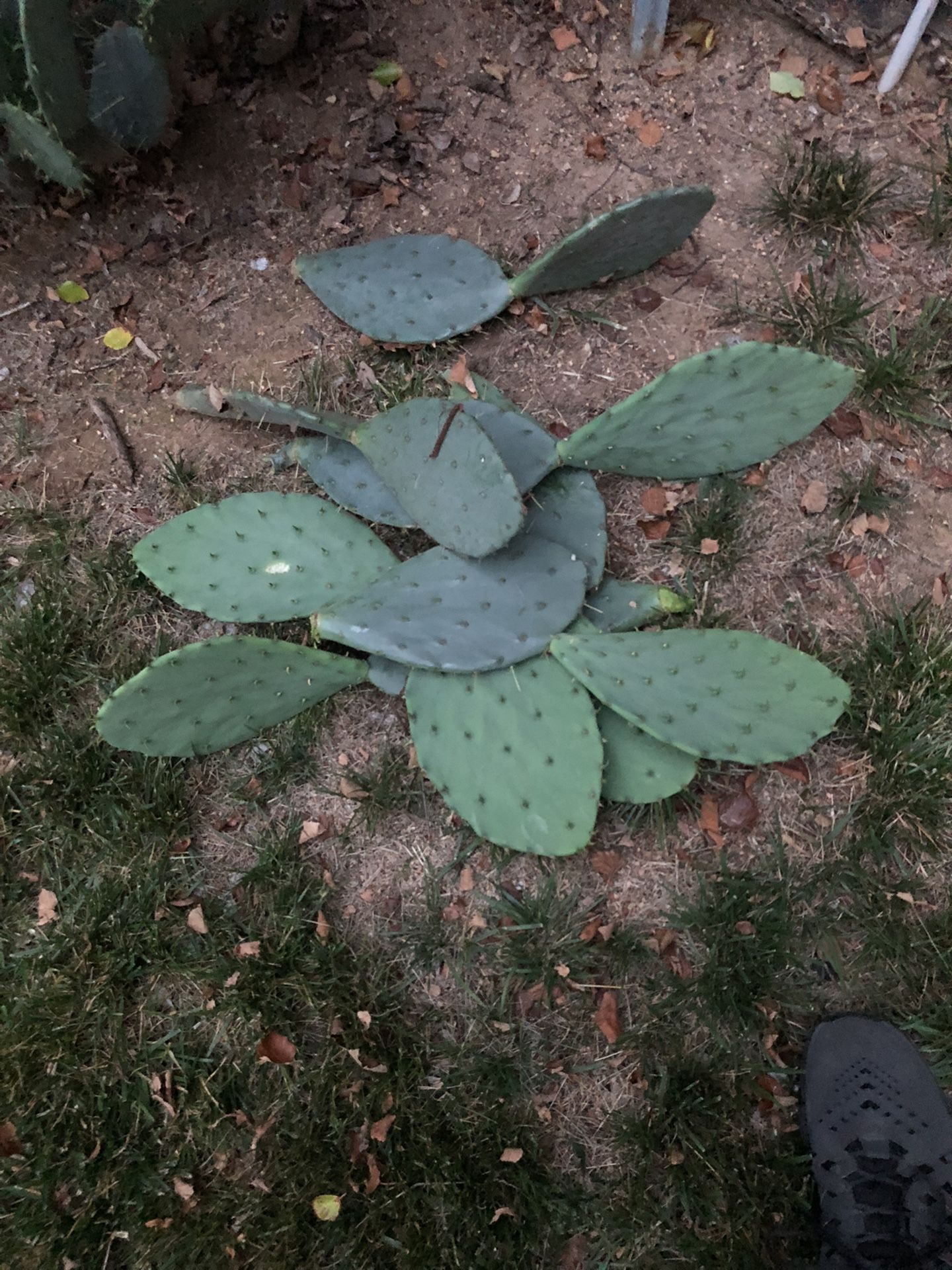 Real Cactus Pads For Sale $1 Per Pad serving Charlotte Area!