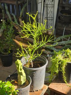 Penicl firestick cactus