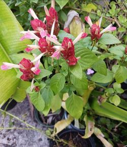 Shrimp plants for butterflies Hummingbirds landscape plant