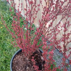 Japanese Barbary plant