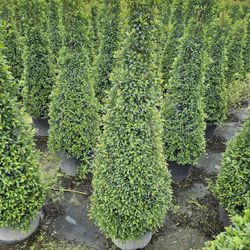 topiary cones $65 spiral $75 all available 