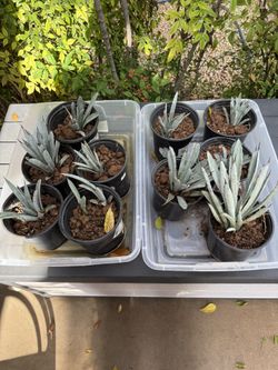 1 Gallon Black Tip Agave Cactus $5 Each Plant