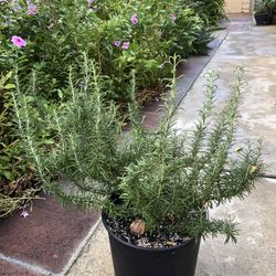 Rosemary Plant