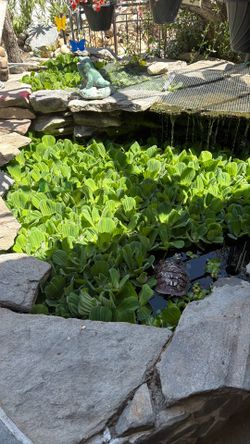 water plants for