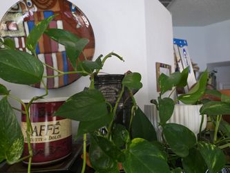 Beautiful pothos plants