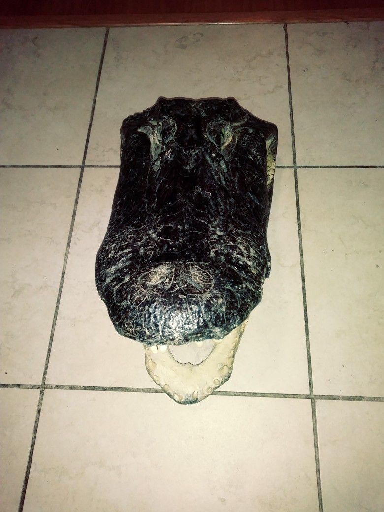20 Inch Authentic Taxidermy Alligator Head