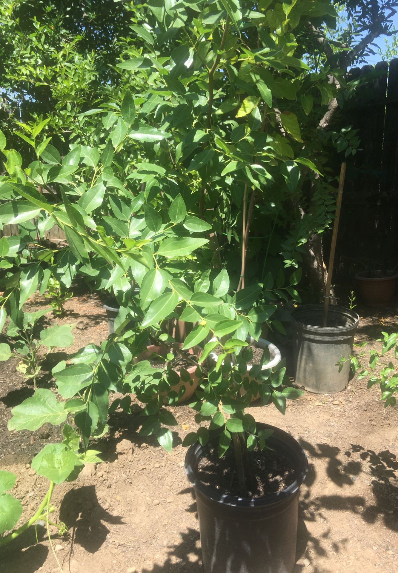 Jujube (Onab) Tree