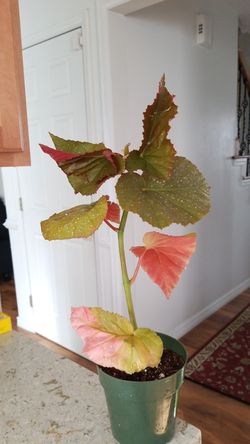 Angel Wing Begonia Dragon