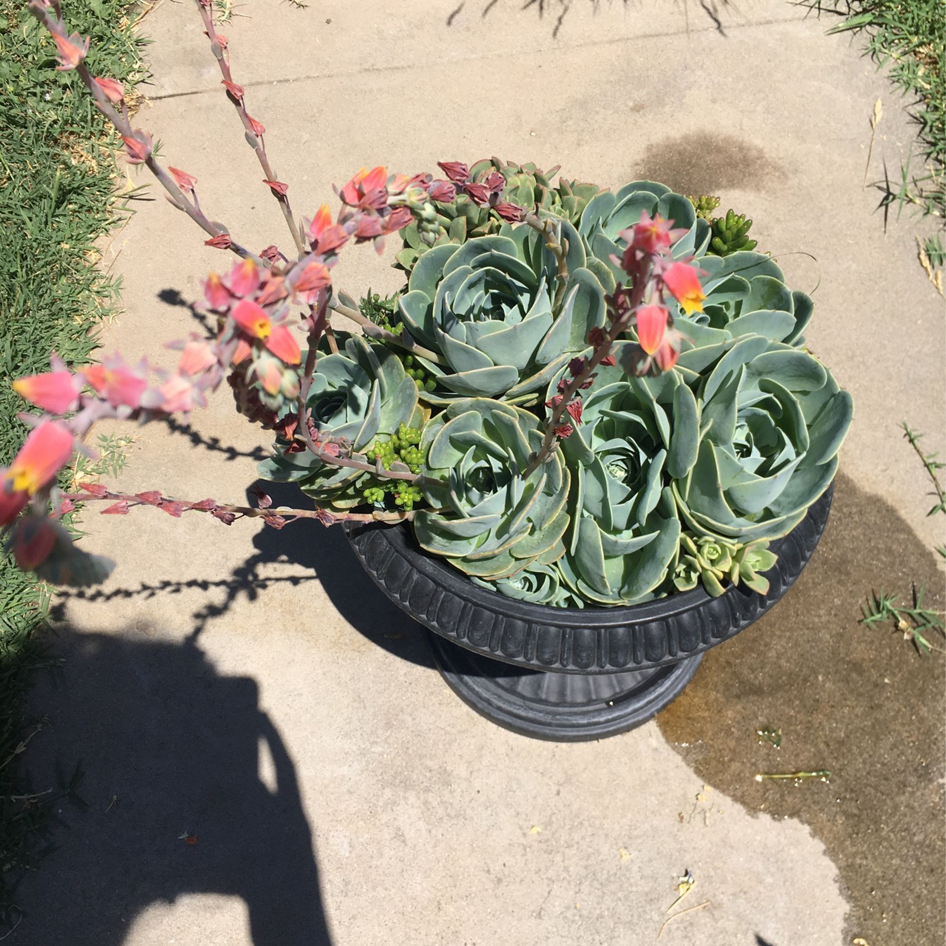 LARGE Beautiful Variety Of Succulents