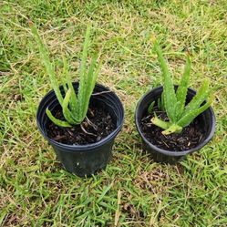 Aloe Vera plant In 1 Gallon Pot