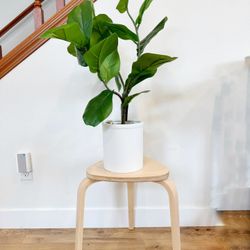 Fake Fig Plant In A Pot With A Stole 