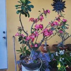 Desert Rose Plant Big **