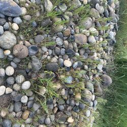 River Rocks-$20 per 5 gal bucket. US Cash Only. Pick-Up in Clovis. No Delivery. 