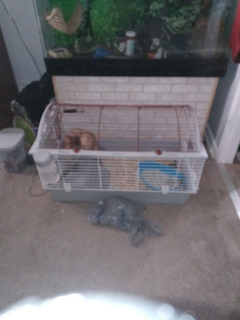 Ferret Cage and Supplies