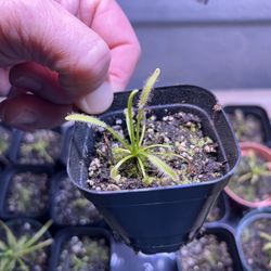 White Sundew Carnivorous Plants