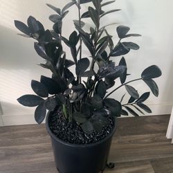 Z X  Z. Black Beauty Plant.  Lime Green New Growth. $100