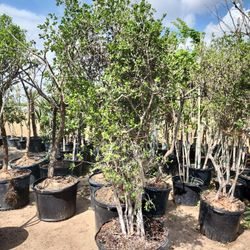 Texas Permissions 30 In 45 Gallones 6ft Tall