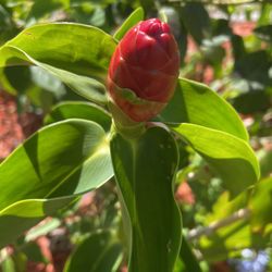 5 Beautiful Red Pinecone Looking Flower With Little Baby Flowers Used For Garnishing A Dinner Plate