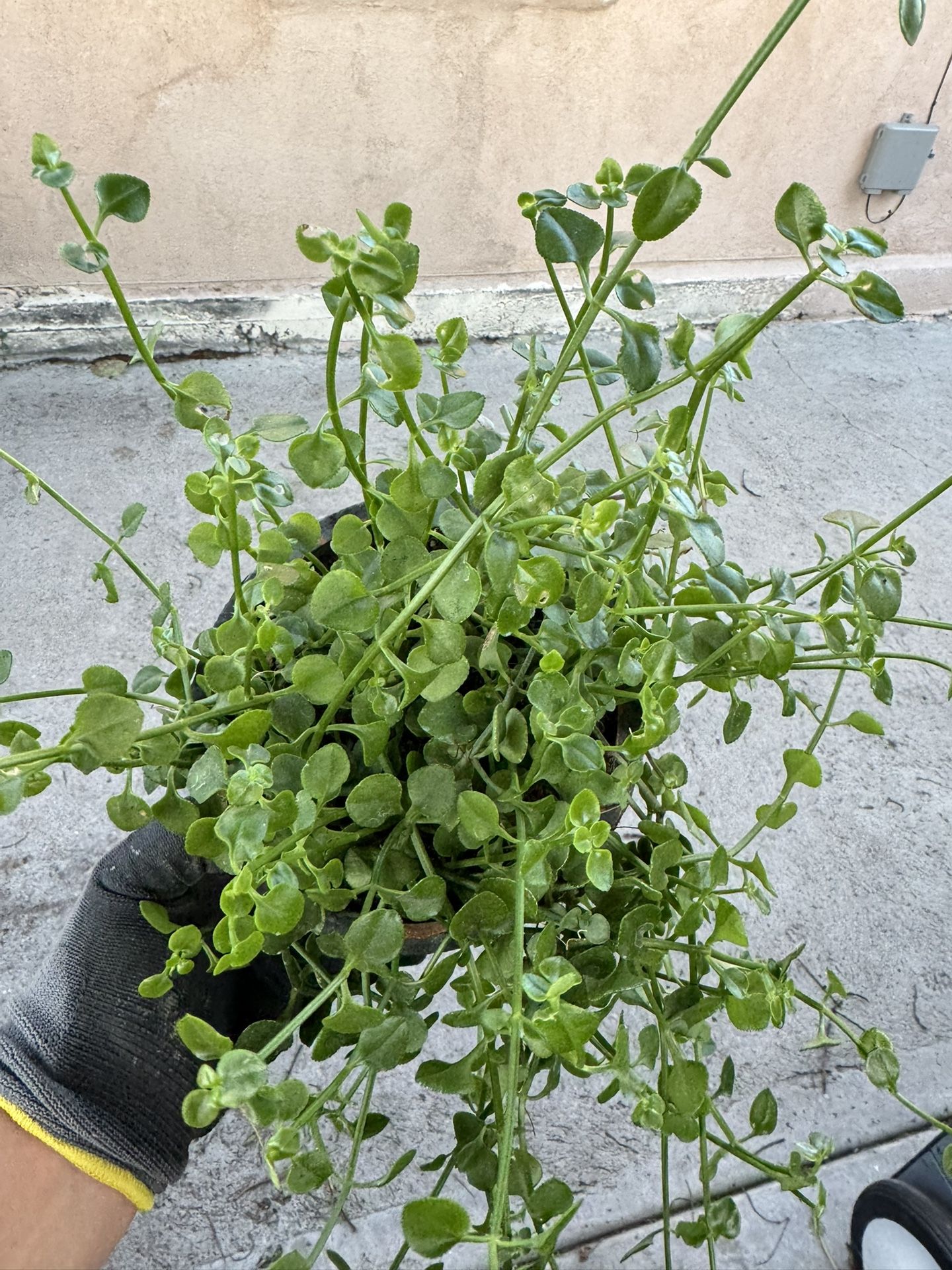 Free Plant