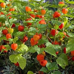4” Chinese Lantern 