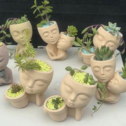 small succulent arrangements $3 each