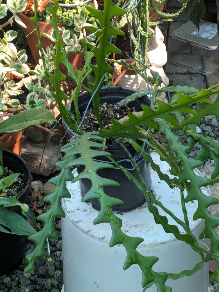 Planta Zig Zag