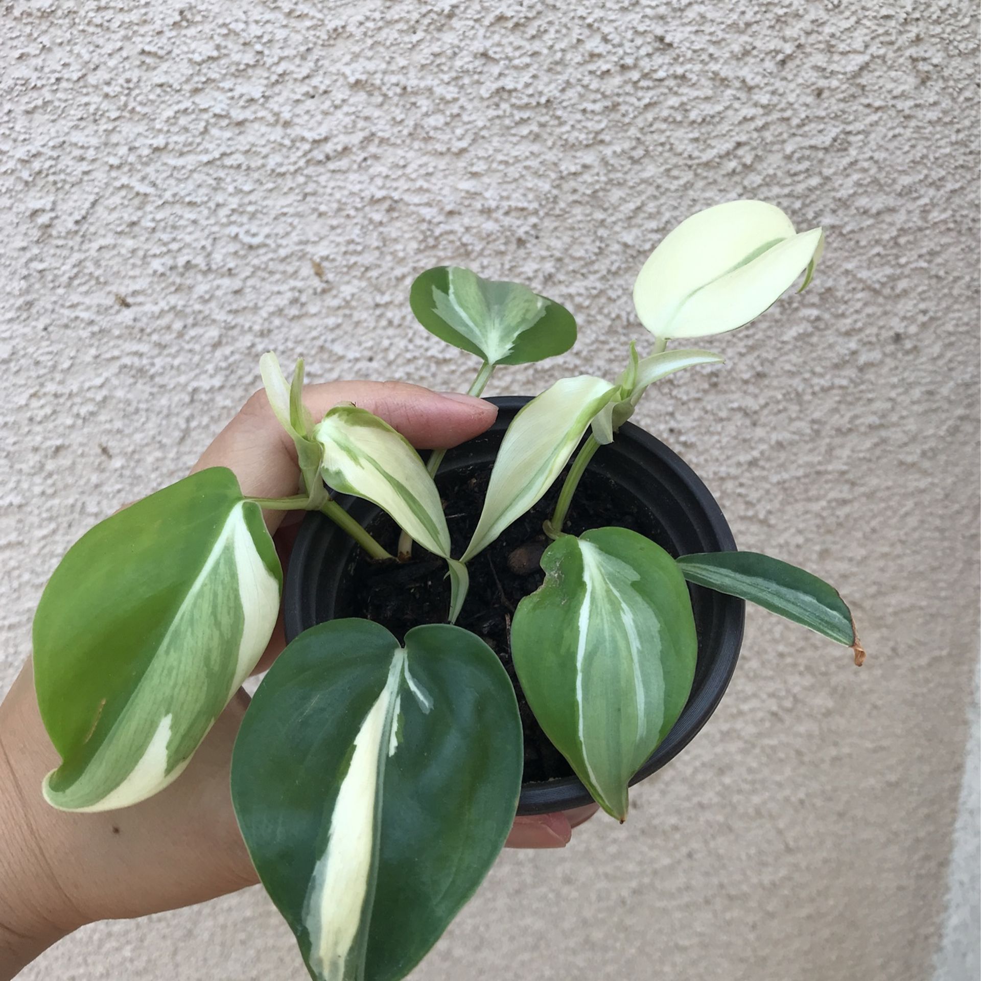 philodendron allergie Philodendron 'Prince of Orange' kaufen main image 1
