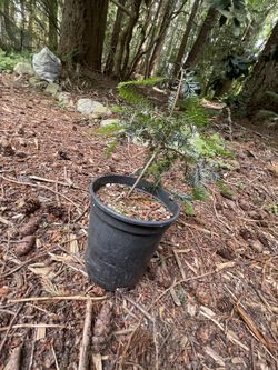 Pine Sapling 