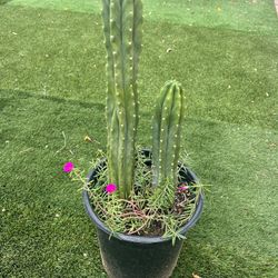 San Pedro Cactus 🌵 🌺 