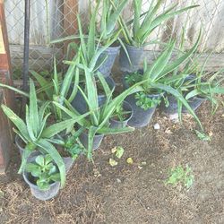 Alovera Plants 
