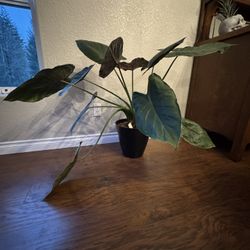 Hardy Elephant Ear - Alocasia wentii