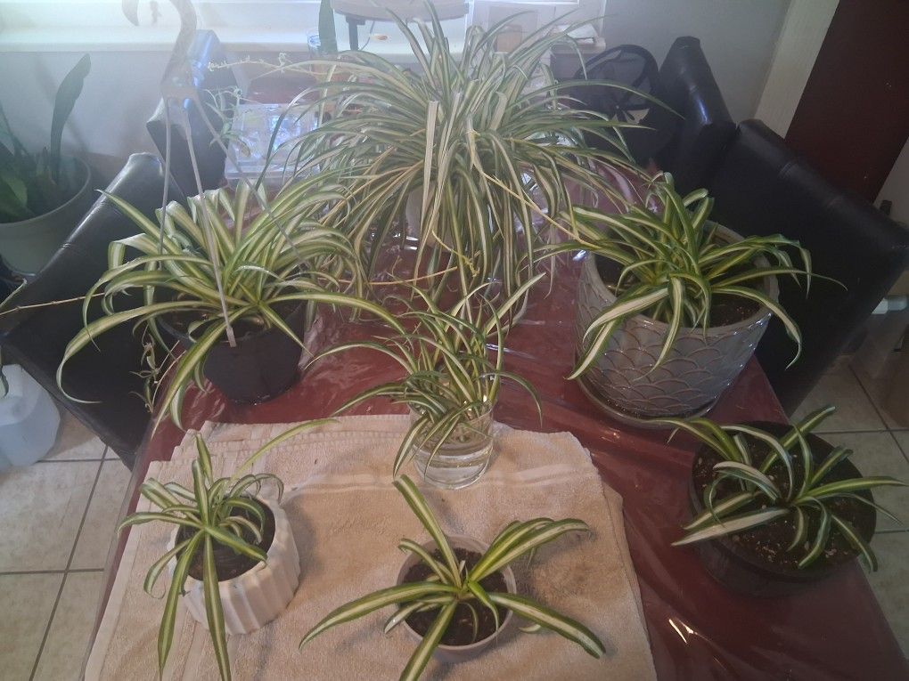 Spider Plant