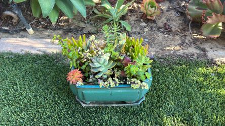 Ceramic Succulent arrangement