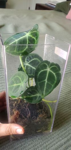 Anthurium