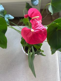 Red Flamingo Plant