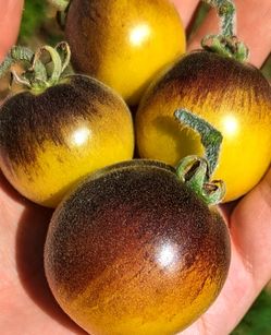 Rare Organic Wooly Kate Yellow Tomato Plants! 2026 SEASON EARLY RELEASE! Available Now!