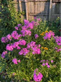 Phlox plant perennials 6 plants 10$