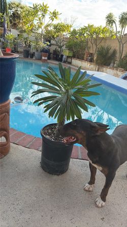 Healthy Madagascar palm