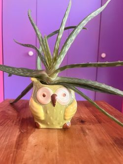 Live Aloe Vera Plant
